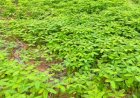 ढैंचा से बदली खेती की तस्वीर