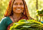23,723 तेन्दूपत्ता संग्राहक परिवारों को मिलेगा 3.92 करोड़ रुपये का बोनस