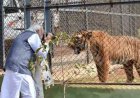 प्रकृति और वन्यजीव संरक्षण का अनूठा संगम है नंदनवन जंगल सफारी