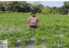 उद्यानिकी विभाग की सहायता से बदली किसान की तस्वीर