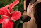 गुड़हल के फूल से बनाएं हेयर मास्क