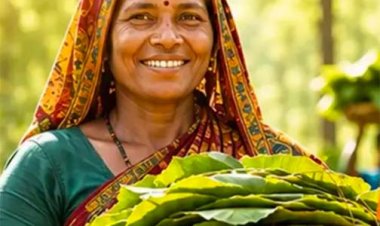 23,723 तेन्दूपत्ता संग्राहक परिवारों को मिलेगा 3.92 करोड़ रुपये का बोनस