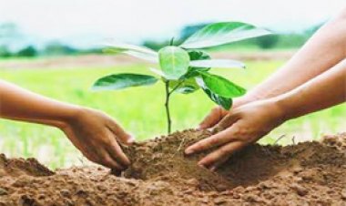 पौधरोपण के बाद फोटो सेल्फी लिंक में अपलोड करने पर मिलेगा फोटोयुक्त सर्टिफिकेट