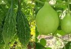 जानें मॉनसून में  कौन सी सब्जी खाना हेल्दी है और कौन सी नहीं