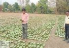 तेन्दूपत्ता संग्रहण की नई पहल से अबुझमाड़ के 22 गांवों को मिला लाभ