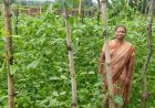 वैज्ञानिक खेती का कमाल : घुटरा की विमला दीदी ने बरबटी उत्पादन में रचा नया कीर्तिमान