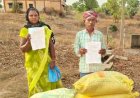 नैनो डीएपी ने बदली खेती की तस्वीर, बंजी के सिया बाई और राय सिंह को मिली सफलता
