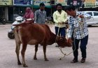 सड़क पर बैठे मवेशियों को पकड़कर गौठान भेज रही निगम की रोका-छेका टीम