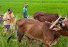 अपनी माटी और खेती-किसानी से मुख्यमंत्री विष्णु देव साय का आत्मीय जुड़ाव