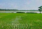खरीफ वर्ष 2026 अंतर्गत बीज उत्पादन कार्यक्रम हेतु कृषक पंजीयन प्रारंभ