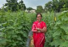 बिहान से बहनों को मिला आर्थिक संबल, खीरे की खेती से सुभद्रा मंडल ने लिखी आत्मनिर्भरता की नई कहानी