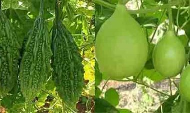 जानें मॉनसून में  कौन सी सब्जी खाना हेल्दी है और कौन सी नहीं