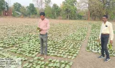 तेन्दूपत्ता संग्रहण की नई पहल से अबुझमाड़ के 22 गांवों को मिला लाभ