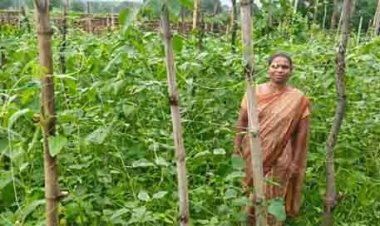 वैज्ञानिक खेती का कमाल : घुटरा की विमला दीदी ने बरबटी उत्पादन में रचा नया कीर्तिमान