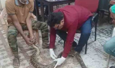 गंगरेल के जंगलों से गहरे जख्मों के साथ रेस्क्यू हुआ अजगर