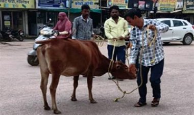 सड़क पर बैठे मवेशियों को पकड़कर गौठान भेज रही निगम की रोका-छेका टीम