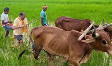 अपनी माटी और खेती-किसानी से मुख्यमंत्री विष्णु देव साय का आत्मीय जुड़ाव