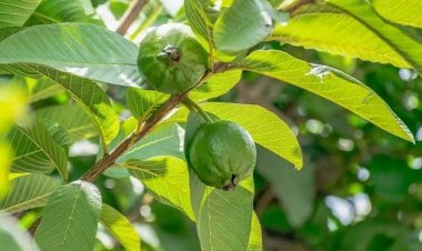 डायबिटीज में अमरूद के पत्ते: क्या वाकई इनसे ब्लड शुगर घटता है?