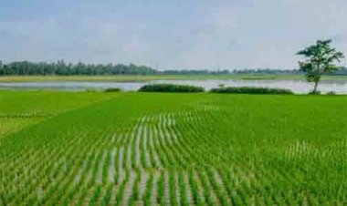 खरीफ वर्ष 2026 अंतर्गत बीज उत्पादन कार्यक्रम हेतु कृषक पंजीयन प्रारंभ