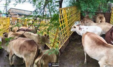 निगम क्षेत्र में आवारा मवेशियों की सड़कों से निरन्तर धरपकड़