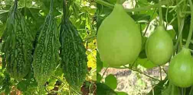 जानें मॉनसून में  कौन सी सब्जी खाना हेल्दी है और कौन सी नहीं