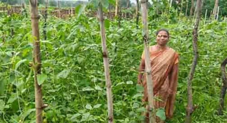 वैज्ञानिक खेती का कमाल : घुटरा की विमला दीदी ने बरबटी उत्पादन में रचा नया कीर्तिमान