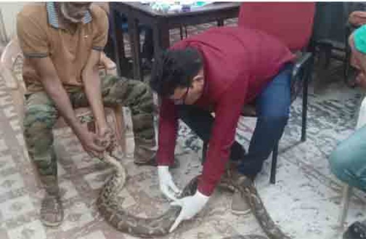 गंगरेल के जंगलों से गहरे जख्मों के साथ रेस्क्यू हुआ अजगर