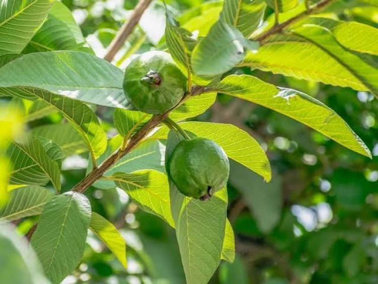 डायबिटीज में अमरूद के पत्ते: क्या वाकई इनसे ब्लड शुगर घटता है?