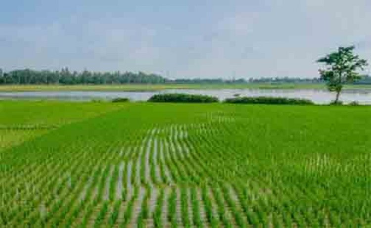 खरीफ वर्ष 2026 अंतर्गत बीज उत्पादन कार्यक्रम हेतु कृषक पंजीयन प्रारंभ