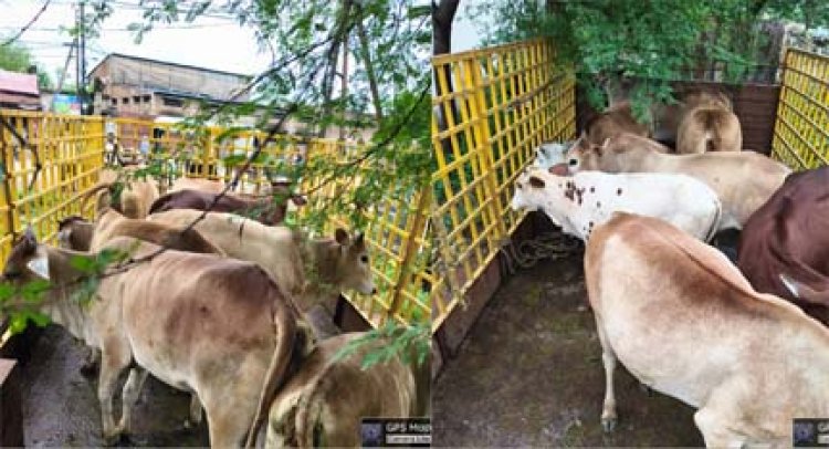 निगम क्षेत्र में आवारा मवेशियों की सड़कों से निरन्तर धरपकड़