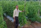 करेले की उन्नत खेती से चमकी किसान नारायण प्रसाद वर्मा की किस्मत