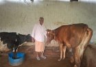 पीएम किसान सम्मान निधि की बचत से खरीदी पहली गाय