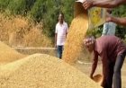 एग्रीस्टेक पंजीयन बिना नही बिकेगा धान