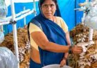 आत्मनिर्भरता की नई मिसाल- खेतों से मशरूम उत्पादन तक मिथिला दीदी ने लिखी सफलता की नई कहानी