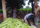 बिहान से बदली राह 35 महिला किसानों ने 600 क्विंटल सब्जी उगाकर लिखी सफलता की नई कहानी