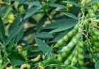 धान और अरहर फसल में किसान रखें विशेष सावधानी