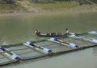 केज कल्चर से बढ़ेगा मछली उत्पादन, बीमारी की त्वरित पहचान पर जोर