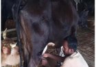 राष्ट्रीय कृत्रिम गर्भाधान कार्यक्रम से बदली योहिनापाली के नीलाम्बर की किस्मत