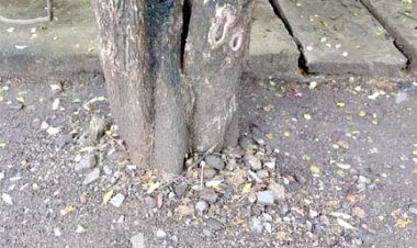 70 से अधिक विभागीय टीमों ने संभाला मोर्चा, शहर भर में एक साथ चल रहा है ट्री गार्ड हटाओ अभियान