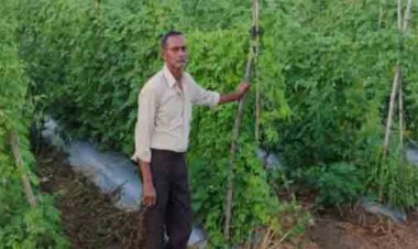 करेले की उन्नत खेती से चमकी किसान नारायण प्रसाद वर्मा की किस्मत