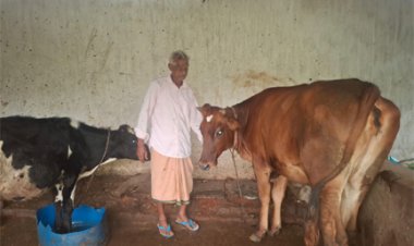 पीएम किसान सम्मान निधि की बचत से खरीदी पहली गाय