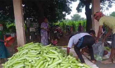 बिहान से बदली राह 35 महिला किसानों ने 600 क्विंटल सब्जी उगाकर लिखी सफलता की नई कहानी