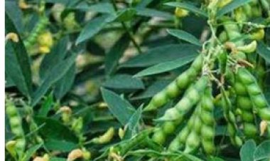 धान और अरहर फसल में किसान रखें विशेष सावधानी