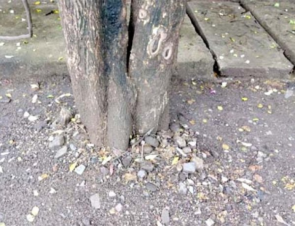 70 से अधिक विभागीय टीमों ने संभाला मोर्चा, शहर भर में एक साथ चल रहा है ट्री गार्ड हटाओ अभियान