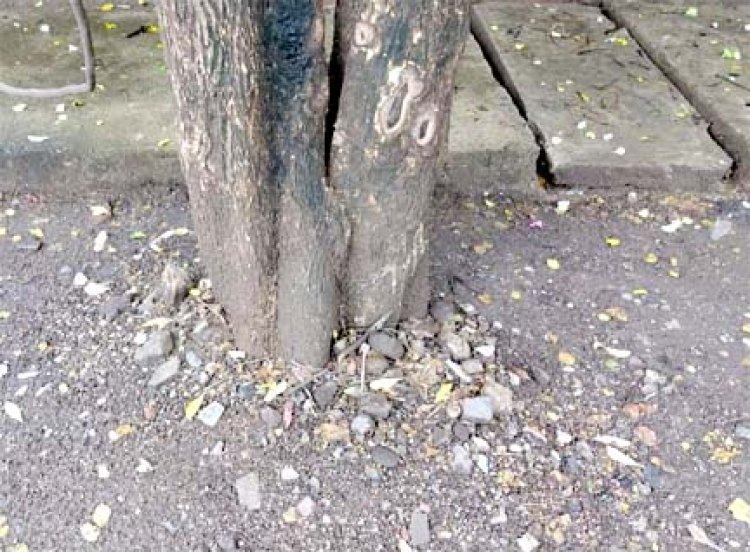 70 से अधिक विभागीय टीमों ने संभाला मोर्चा, शहर भर में एक साथ चल रहा है ट्री गार्ड हटाओ अभियान
