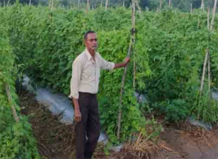 करेले की उन्नत खेती से चमकी किसान नारायण प्रसाद वर्मा की किस्मत