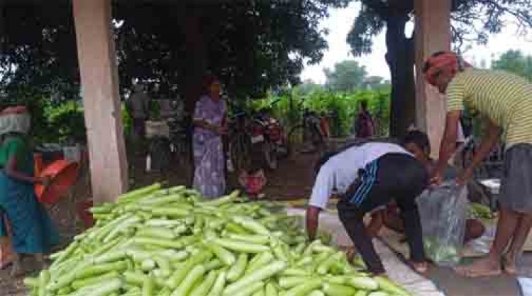 बिहान से बदली राह 35 महिला किसानों ने 600 क्विंटल सब्जी उगाकर लिखी सफलता की नई कहानी