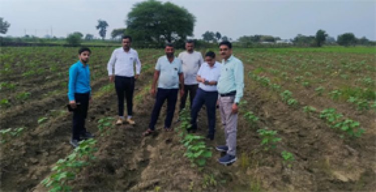 कृषक उन्नति योजना से धान के बदले कपास की खेती को मिला प्रोत्साहन