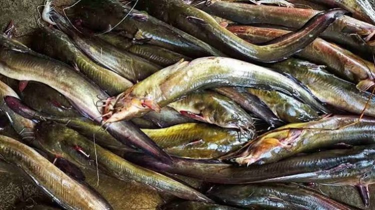 प्रतिबंधित एक्सोटिक मांगूर मछली के विक्रय पर कार्रवाई