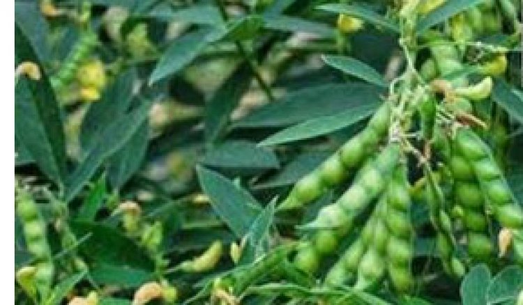 धान और अरहर फसल में किसान रखें विशेष सावधानी